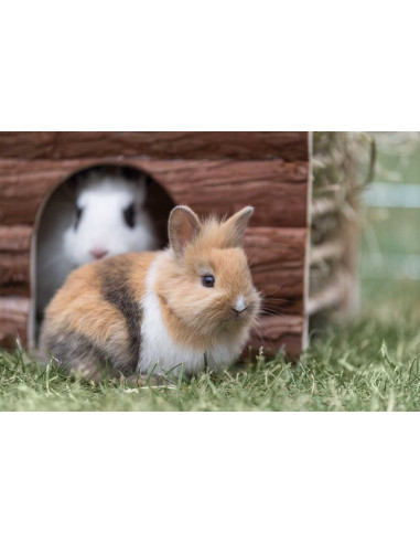 Ila hus med höhäck