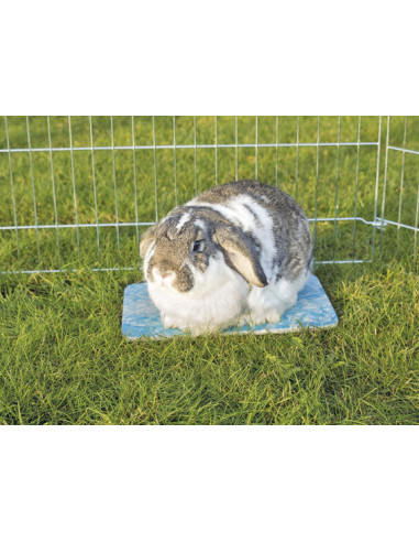 Kylplatta för kanin/marsvin